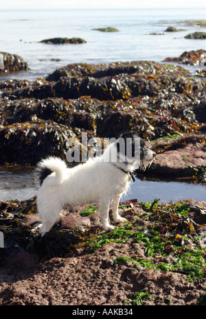 Kleine Terrier Hund am Strand in Devon England Stockfoto