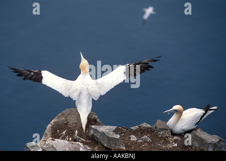 Basstölpel paar Morus Bassanus Saint Mary s Neufundland Kanada Stockfoto