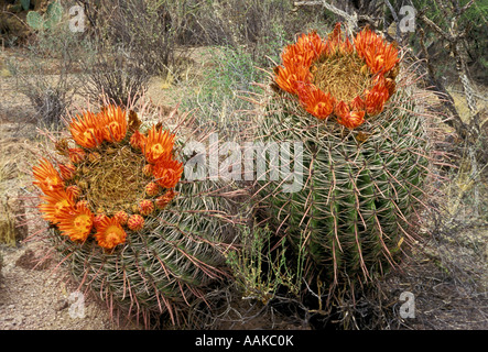 Blühende Fisch Haken Barrel Cactus Saguaro Nationalpark West Tucson Arizona Stockfoto