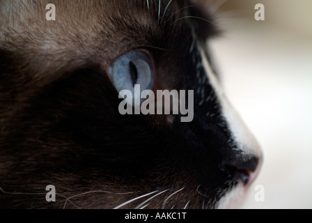 Blue Eyed Cat hautnah Stockfoto