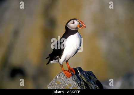 Papageitaucher (Fratercula arctica), Machias Seal Island, Kanada, und Maine Stockfoto