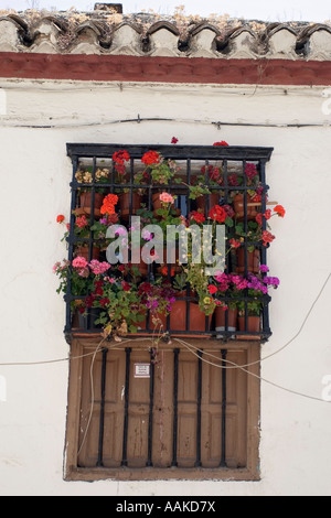 Pflanzen im Fenster historischen Straßen der spanischen Albayzín Granada Andaucía Stockfoto