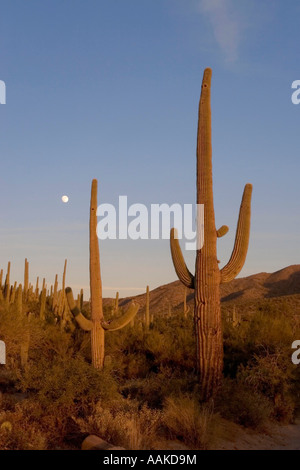 Mondaufgang im Saguaro National Park in Tucson Arizona Stockfoto