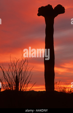Crested Saguaro Kaktus Carnegiea Gigantea Silhouette durch Sonnenuntergang Saguaro National Park Tucson Arizona Stockfoto