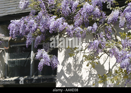 Bradworthy Wisteria Stockfoto