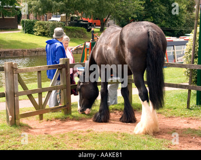 Wanderer stoppen, um Shire Horse im Fahrerlager Canal Grande Western Leinpfad Walker, Person, Leute, paar, Shire, arbeiten, Pferd anschauen Stockfoto