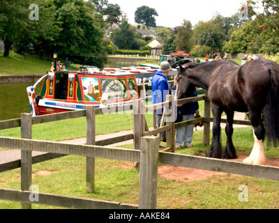 Shire Horse im Fahrerlager, Canal Grande Western, Leinpfad in Tiverton, Devon, England, Pferd gezeichnet Narrowboat, schmal, Boot, Prinz Stockfoto