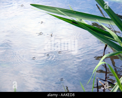 Teich-Skater Devon England UK Stockfoto