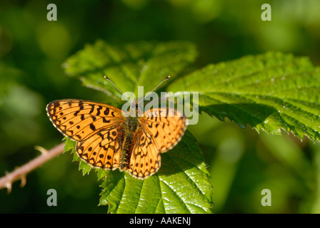 Kleine Perle-umrandeten Fritillary (Boloria Selene) Stockfoto