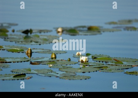 Europäische Weiße Seerose (Nymphaea Alba) Stockfoto