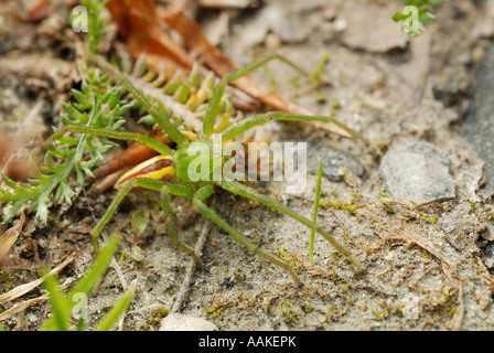 Grün Huntsman Spider (Micrommata Virescens) Stockfoto