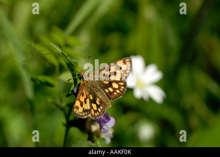 Nördlichen Chequered Skipper (Carterocephalus Silvicola) Stockfoto