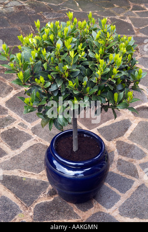 Buschige Standard "Bay Tree" in einer großen Runde blau glasiert Topf auf "Crazy Pflaster" Stockfoto