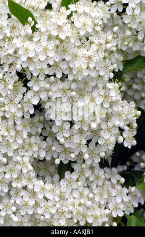 GARTENBAU PYRACANTHA FEUERDORN Stockfoto