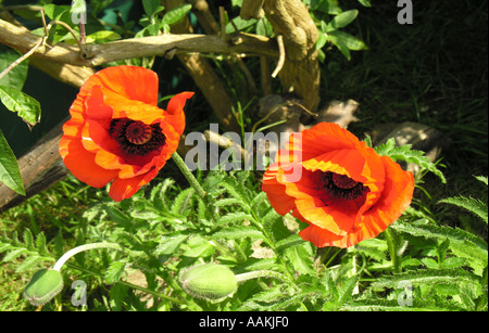 GARTENBAU PAPAVER ORIENTALE ALLEGRO MOHN Stockfoto