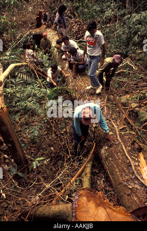 Kautschuk Gatherer Gewerkschaftsmitglieder untersuchen Entwaldung in öffentlichen Ländereien verursacht durch Großgrundbesitzer im Amazonas-Regenwald, Brasilien. Stockfoto