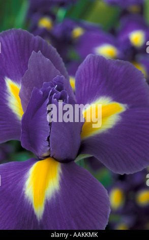 Iris Stockfoto