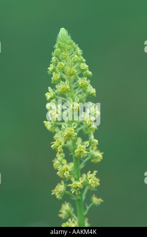 Reseda lutea Stockfoto