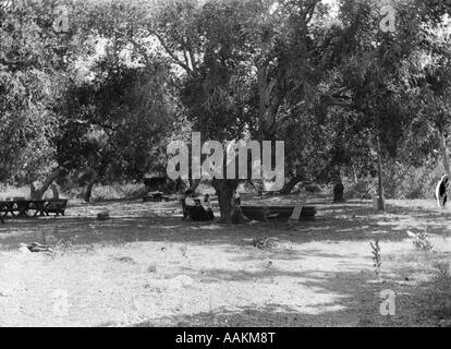 1900 S PAAR BEIM PICKNICK IM PARK SITZEN UNTER SCHATTENBAUM Stockfoto