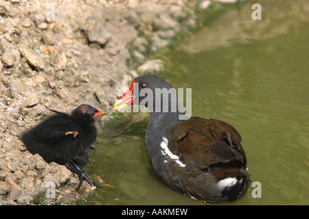 Teichhuhn Fütterung junge Küken Stockfoto