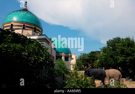 Elefanten im Elefantenhaus im Budapester Zoo & Botanischer Garten im Varosliget Park im Zentrum von Budapest Ungarn Stockfoto