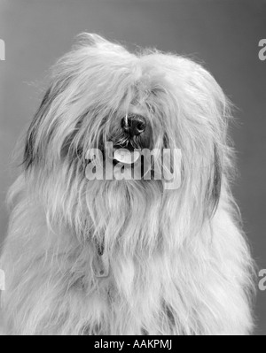 1960ER JAHRE PORTRAIT ENGLISH SHEEPDOG MIT HAAR BEDECKUNG AUGEN & KAUM HERAUS HÄNGENDER ZUNGE Stockfoto