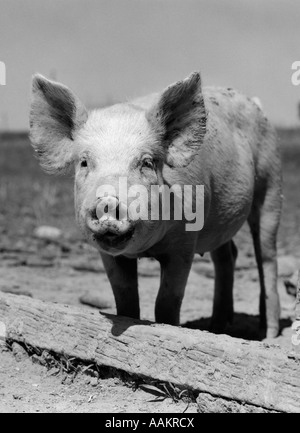 NAHAUFNAHME VON CHESTER WHITE & YORKSHIRE-SCHWEIN MIT RING IN DER NASE Stockfoto