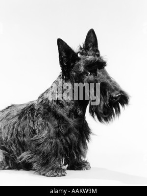 SCHWARZEN SCOTTIE SCOTTISH TERRIER HUND MIT LEICHT GENEIGTEM KOPF BLICK IN DIE KAMERA Stockfoto