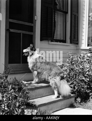 1930ER JAHREN GROBE SCOTCH COLLIE HUND STEHEND AUF DIE HINTERE TÜR DES HAUSES, DIE DARAUF WARTEN, EINGELASSEN ZU WERDEN Stockfoto