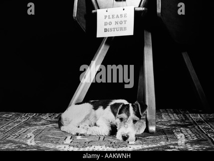 1930S 1940S WIRE FOX TERRIER HUND LAG ZUSAMMENGEROLLT AUF ORIENTTEPPICH UNTER TISCH BLICK IN DIE KAMERA Stockfoto