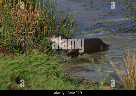 Wasser, an Land, England, Vereinigtes Königreich gelangenden Otter Stockfoto