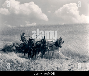 1920S 1930S HORSE-DRAWN WEIZEN ERNTE Stockfoto