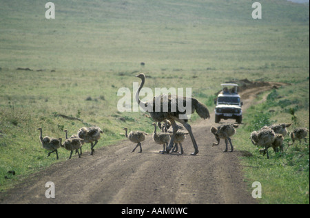 Weibliche Massai-Strauß Begleitung ihre Küken auf einem Feldweg vor einer touristischen Fahrzeug Ngorongoro Krater Tansania Ostafrika Stockfoto