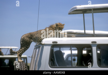 Halb erwachsenen Geparden auf Reserverad eines touristischen Fahrzeugs stehen und blickte in die Kabine Serengeti Nationalpark, Tansania Stockfoto