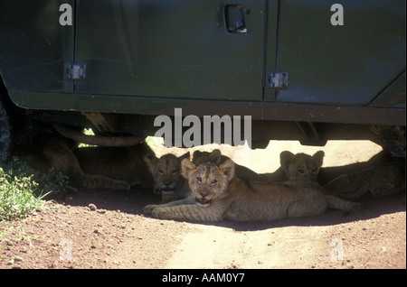 Mehreren Löwenbabys liegen unter ein Allrad Fahrzeug zum Ausruhen im Schatten Ngorongoro Krater Tansania Ostafrika Stockfoto