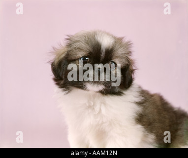 SÜßE PEKINESE HUND PORTRAIT ROSA HINTERGRUND Stockfoto