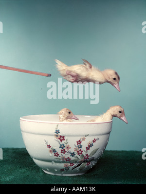 1950ER JAHREN 3 ENTEN MIT PORZELLANSCHALE ALS SCHWIMMBAD 2 ENTEN IM WASSER EINE DIVE OFF BOARD TAUCHEN ALBERN WITZIG HUMOR ZU TUN Stockfoto