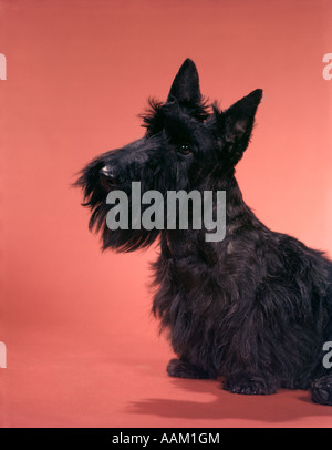 SCHWARZE SCOTTISH TERRIER AUF ROSA NAHTLOSE SCOT SCOTTIE SCOTCH Stockfoto