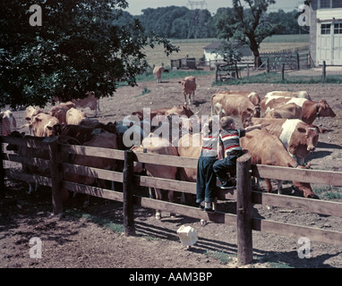 1950ER JAHRE JUNGE MÄDCHEN TRAGEN JEANS GESTREIFTEN T-SHIRT SITZEN AUF ZAUN MILCHVIEHBETRIEB BLICK AUF GUERNSEY KÜHE Stockfoto