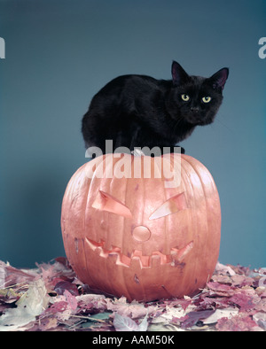 1950ER JAHRE PECH SCHWARZE KATZE SITTING ON TOP OF JACK O LANTERN GESCHNITZT KÜRBIS UNTER HERBSTLAUB Stockfoto