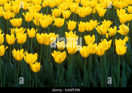 CLOSE UP PELLA IA GELBE TULPEN Stockfoto