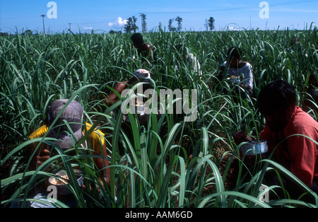 Zuckerrohr-Fräser mit Mittagessen in der Mitte der Plantage unter der glühenden Sonne Bundesstaat Mato Grosso do Sul Brasilien Stockfoto