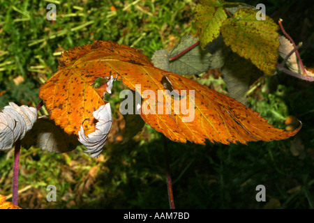 Horizontale Herbst Pracht in Alberta Kanada Nordamerika Stockfoto