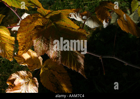 Horizontale Herbst Pracht in Alberta Kanada Nordamerika Stockfoto