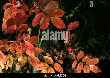 Horizontale Herbst Pracht in Alberta Kanada Nordamerika Stockfoto