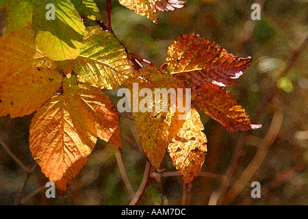 Horizontale Herbst Pracht in Alberta Kanada Nordamerika Stockfoto