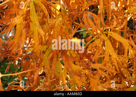 Horizontale Herbst Pracht in Alberta Kanada Nordamerika Stockfoto