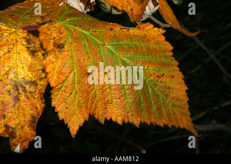 Horizontale Herbst Pracht in Alberta Kanada Nordamerika Stockfoto