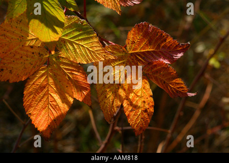 Horizontale Herbst Pracht in Alberta Kanada Nordamerika Stockfoto