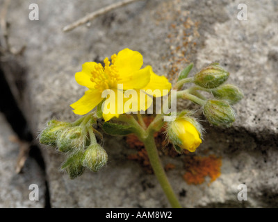 Hoary Rock Rose, Helianthemum oelandicum Stockfoto